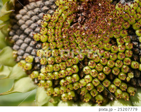 秋のひまわり 25207779