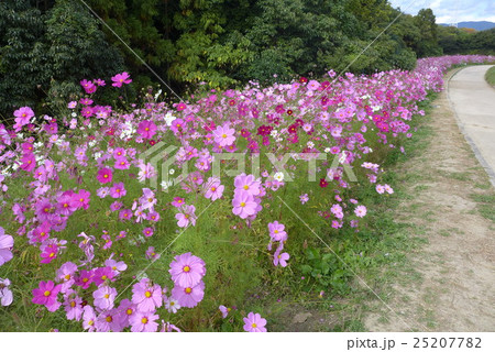 コスモスの道 25207782