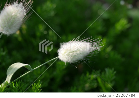 かわいい花 25207784