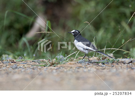 左に歩く小鳥 左に歩く小鳥 25207834