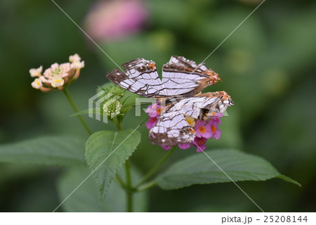 花に止まるイシガケチョウ 花に止まるイシガケチョウ 25208144