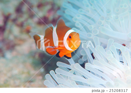 カクレクマノミ 25208317