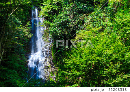 新緑の清水の滝 佐賀県小城市 新緑の清水の滝 佐賀県小城市 25208558