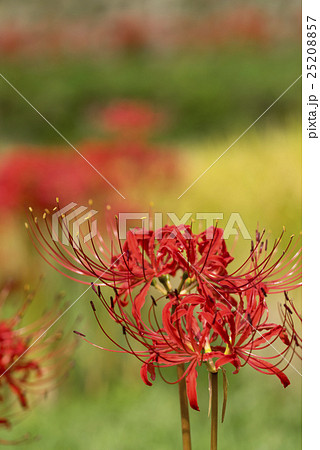 番所の棚田 彼岸花 25208857