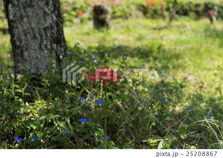 番所の棚田 彼岸花 25208867