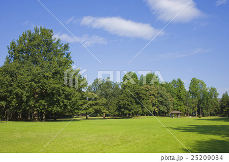 新緑の公園 新緑の公園 25209034