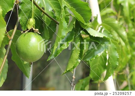 パッションフルーツ 25209257