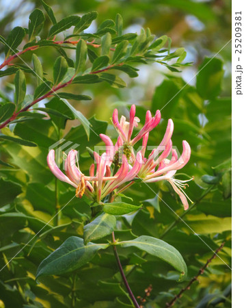 ハニーサックル 25209381