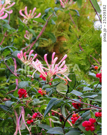 ハニーサックルの花と赤い実 25209382