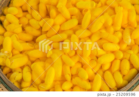 Soft blurred and soft focus of the yellow cocoon , Soft blurred and soft focus of the yellow cocoon , 25209596