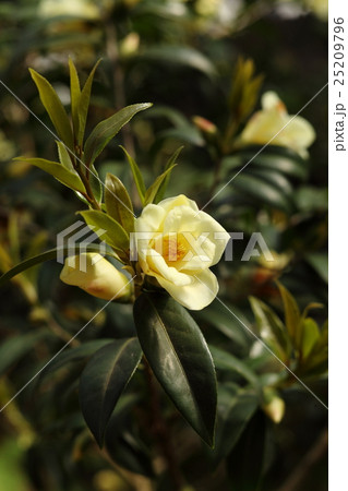 お茶の花 ツバキの花 椿の葉 25209796