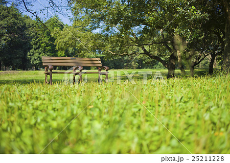 新緑の公園 ベンチ 25211228