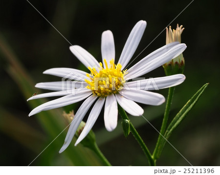 野菊の花　ヨメナ 25211396