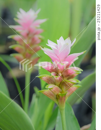Pink Siam Tulip flower 25211429