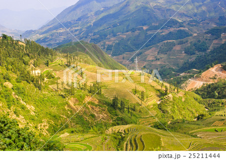 Green rice terraced  25211444