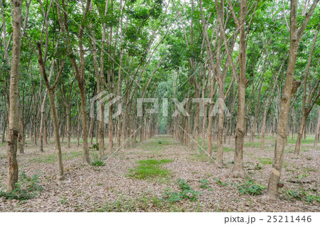 Rubber tree plantation  25211446