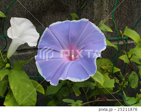 アサガオ 25211876