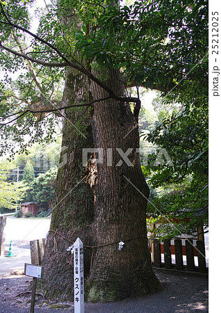 壱岐 住吉神社の夫婦楠 壱岐 住吉神社の夫婦楠 25212025