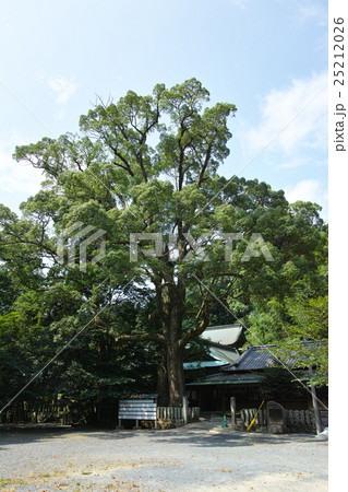 壱岐 住吉神社と夫婦楠 壱岐 住吉神社と夫婦楠 25212026