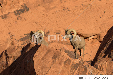 Pair of Desert bighorn Sheep Rams 25212231