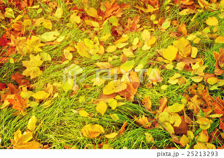 fall brick road fall brick road 25213293
