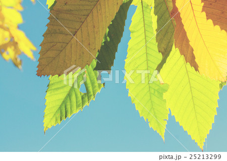 Vibrant fall foliage Vibrant fall foliage 25213299