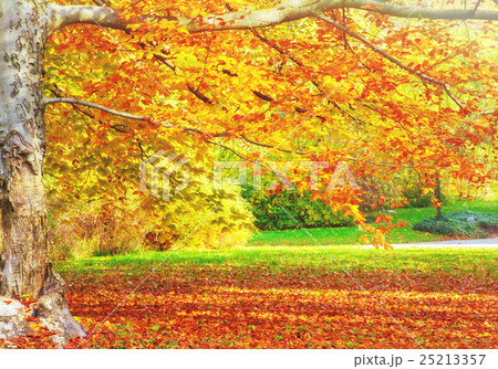 sunny autumn park 25213357