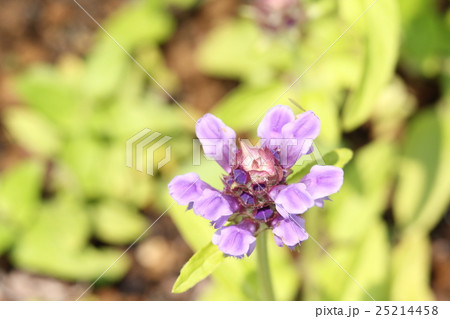 ウツボグサ 25214458