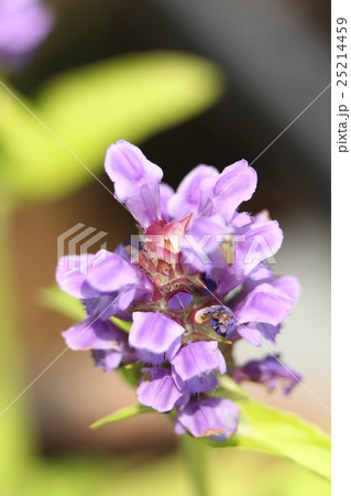 ウツボグサ 25214459