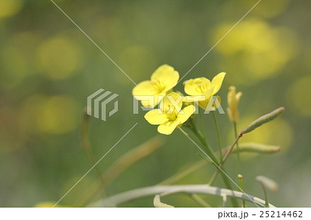 セイヨウアブラナ 25214462