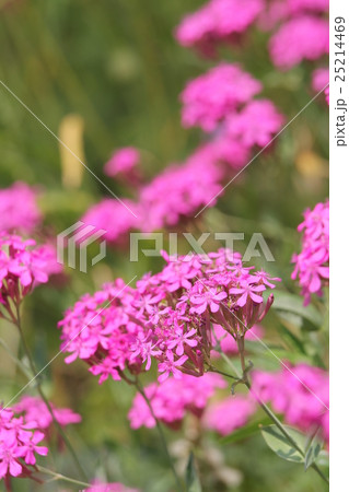 ムシトリナデシコ 25214469