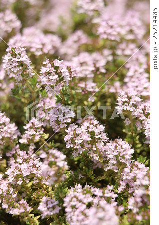 イブキジャコウソウ イブキジャコウソウ 25214485