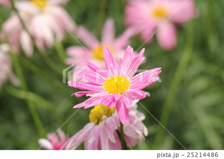 アカバナムシヨケギク 25214486