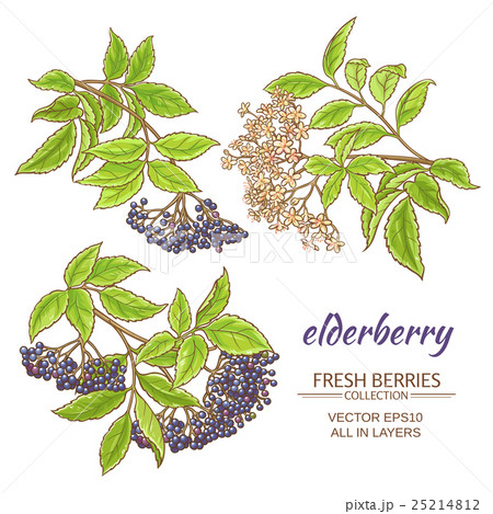 elderberry vector set 25214812