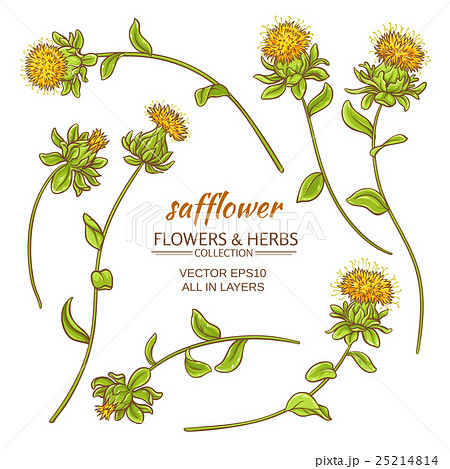 safflower vector set 25214814