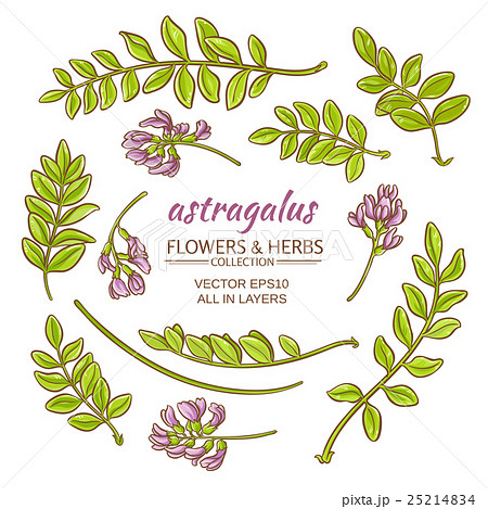 astragalus elements vector set 25214834