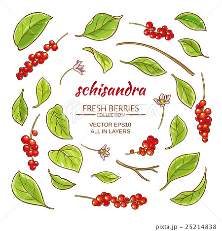 schisandra elements vector set schisandra elements vector set 25214838