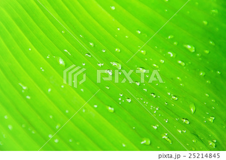 Banana leaf with dew drops 25214845