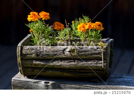 Flowers in the wooden pot Flowers in the wooden pot 25215070
