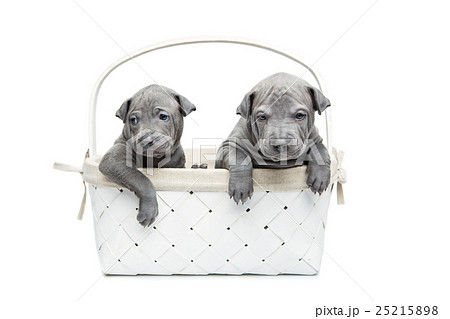 Two thai ridgeback puppies in basket isolated on 25215898