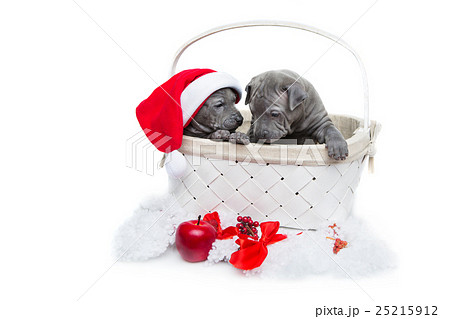 Two thai ridgeback puppies in christmas cap in 25215912