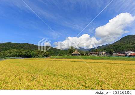稲穂と茅葺き小屋のある風景 9月 稲穂と茅葺き小屋のある風景 9月 25216106