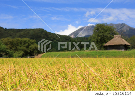 稲穂と茅葺き小屋のある風景　9月 25216114