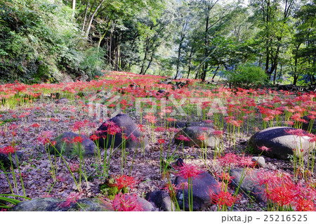 ヒガンバナ群生 25216525