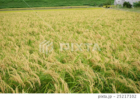 金色輝く　田園 25217102