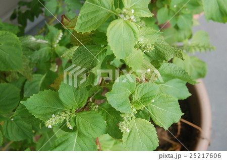 穂紫蘇・シソの実 25217606