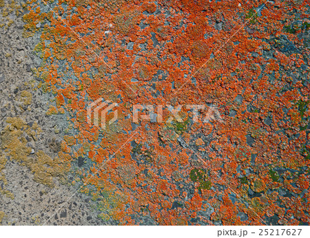 Concrete wall covered with lichen closeup 25217627