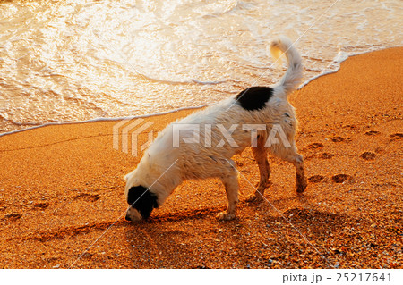 Side view of a hunting dog on a golden sand beach Side view of a hunting dog on a golden sand beach 25217641