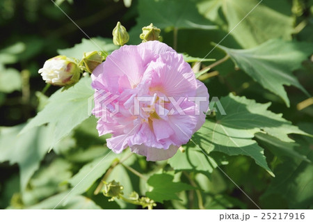 スイフヨウ 25217916