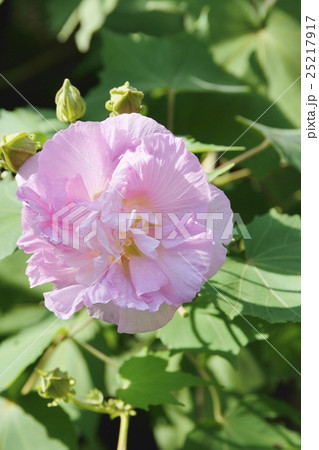 スイフヨウ 25217917